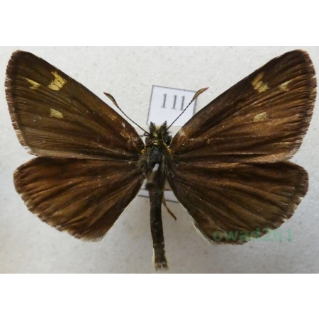 Heteropterus morpheus (Pallas, 1771) Rojnik morfeusz Czech11l